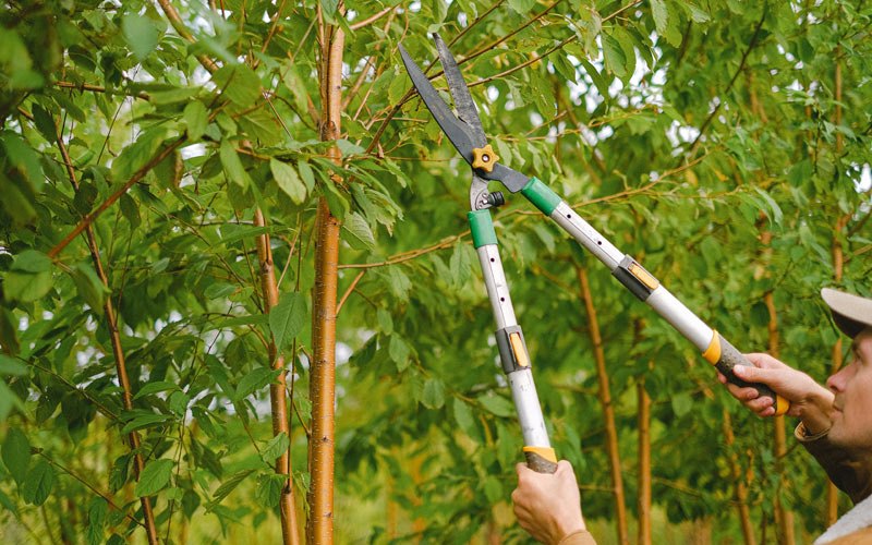 Tree trimming in Swea City, IA
